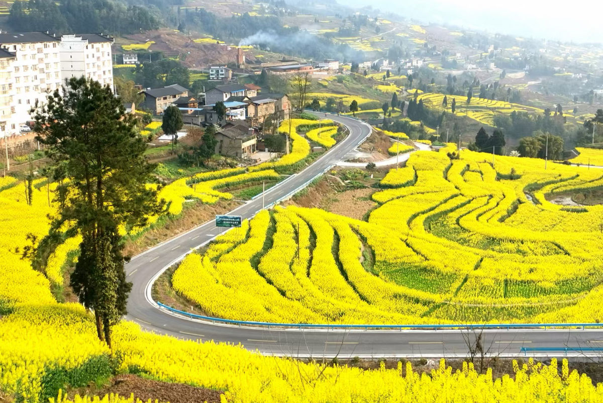 图为武隆区庙垭乡油菜花海。活动主办方供图 图为武隆区庙垭乡油菜花海。活动主办方供图