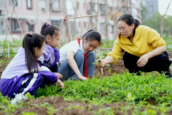 图为长寿区实验三小教师指导学生拔草技巧。长寿区教委 供图 图为长寿区实验三小教师指导学生拔草技巧。长寿区教委 供图