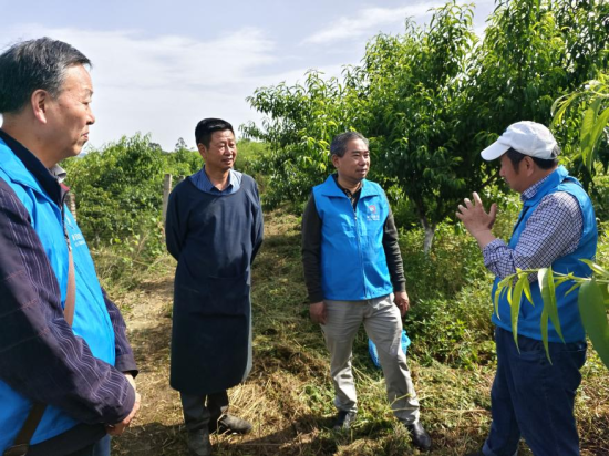 图为李晓林(右一)在果园调研传授种植技术。北碚区委统战部供图 图为李晓林(右一)在果园调研传授种植技术。北碚区委统战部供图