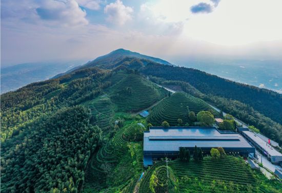图为水南竹语位于茶山竹海内的有机茶园。 永川区委宣传部供图 图为水南竹语位于茶山竹海内的有机茶园。 永川区委宣传部供图