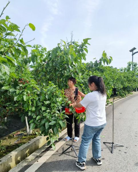 图为游客在桑园边采摘边拍视频。 重庆市畜牧科学院供图 图为游客在桑园边采摘边拍视频。 重庆市畜牧科学院供图