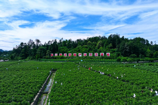 图为惠农蓝莓产业示范基地。南川区文旅委 供图 图为惠农蓝莓产业示范基地。南川区文旅委 供图