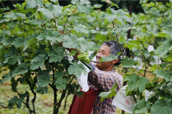 图为村民给葡萄套袋。 美心红酒小镇供图 图为村民给葡萄套袋。 美心红酒小镇供图