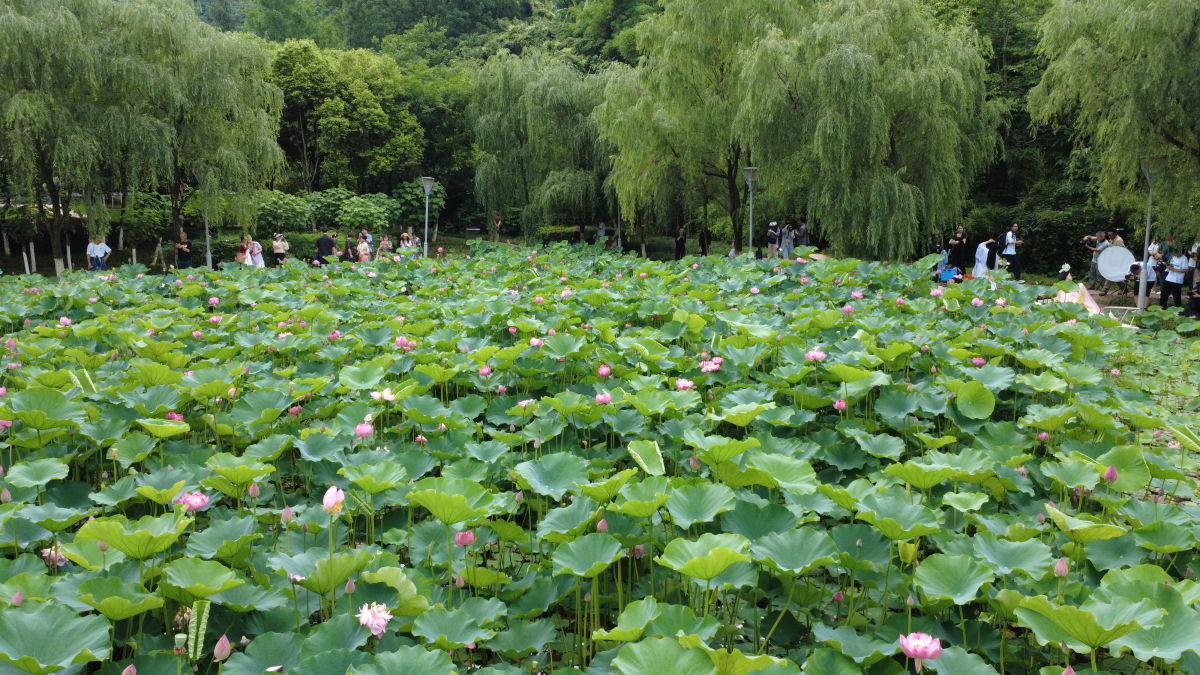 图为游客在重庆园博园欣赏荷花。肖江川 摄 图为游客在重庆园博园欣赏荷花。肖江川 摄