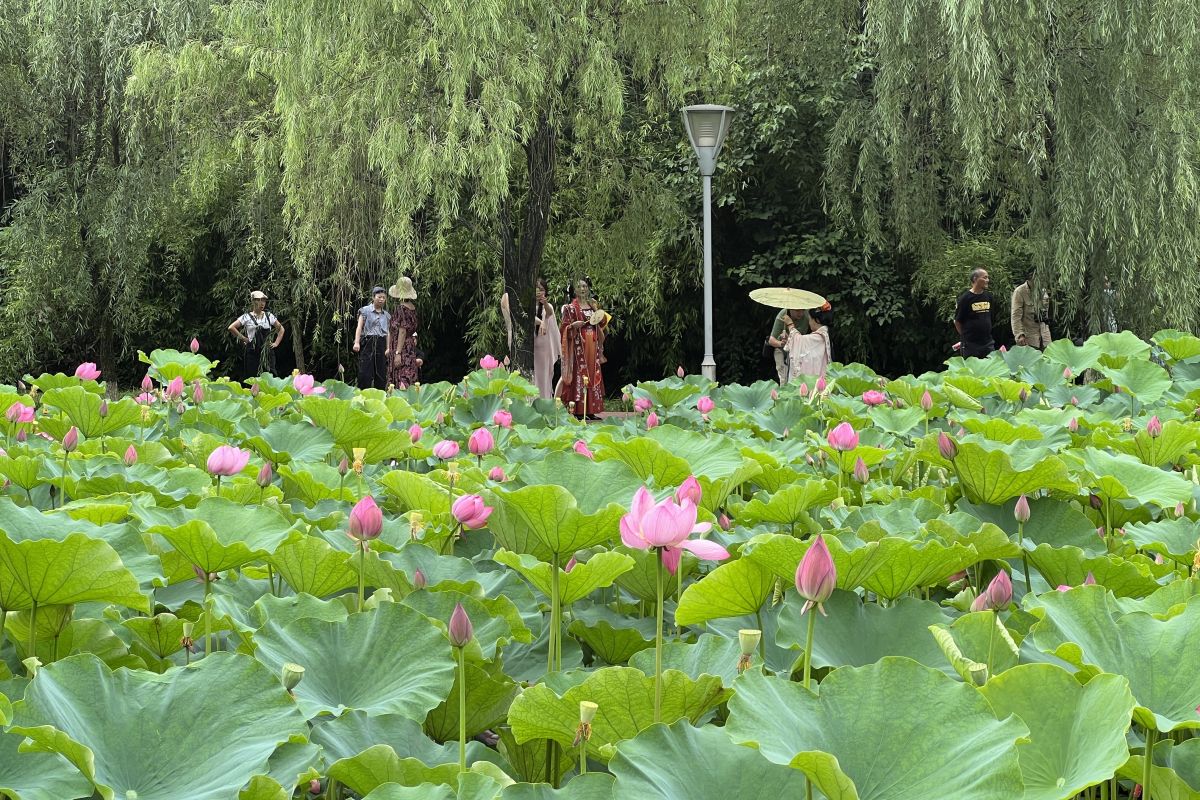 图为游客在重庆园博园欣赏荷花。肖江川 摄 图为游客在重庆园博园欣赏荷花。肖江川 摄