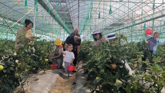 图为游客正在采摘番茄。陈媛 摄 图为游客正在采摘番茄。陈媛 摄