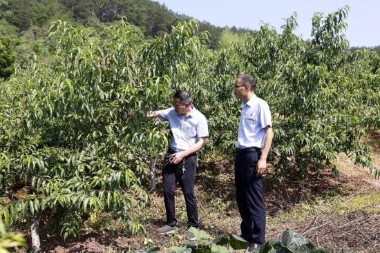 图为重庆市素仁花木专业合作社负责人介绍种植产业。李冰心摄 图为重庆市素仁花木专业合作社负责人介绍种植产业。李冰心摄
