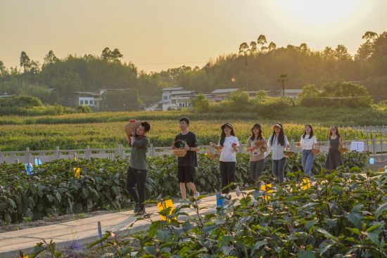 图为市民乐享采摘。璧山区委宣传部 供图 图为市民乐享采摘。璧山区委宣传部 供图