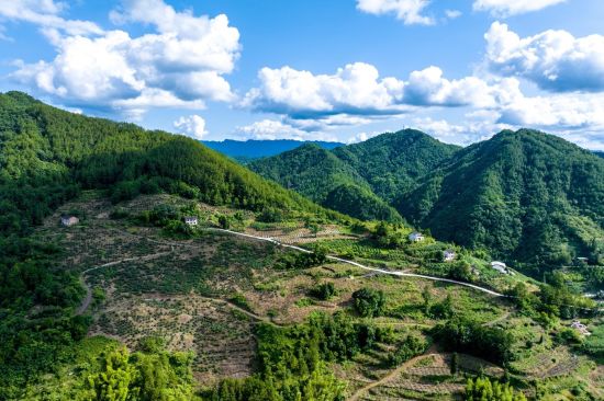 图为重庆市开州区敦好镇青松村花椒种植基地。国网重庆开州供电公司 供图 图为重庆市开州区敦好镇青松村花椒种植基地。国网重庆开州供电公司 供图