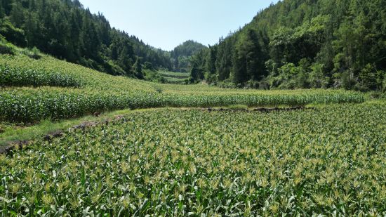 图为金花村集中连片种植的甜玉米 图为金花村集中连片种植的甜玉米