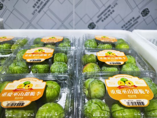 图为等待出口的脆李。巫山县委宣传部 供图 图为等待出口的脆李。巫山县委宣传部 供图