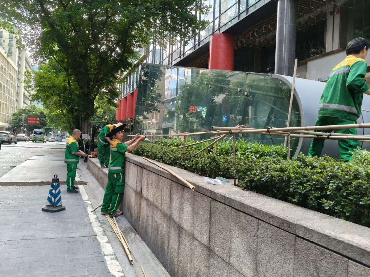 图为工作人员开展绿植遮阳网搭设作业。解放碑城市综合管理所供图 图为工作人员开展绿植遮阳网搭设作业。解放碑城市综合管理所供图
