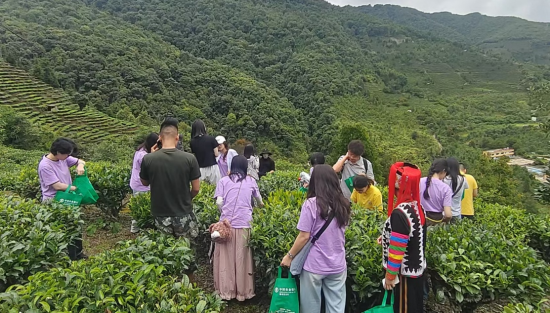 图为重庆大学新闻学院社会实践团师生体验采茶现场。李灿 摄 图为重庆大学新闻学院社会实践团师生体验采茶现场。李灿 摄