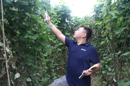 图为团队成员测试葛根叶片光合速率和叶绿素含量。重庆工程职业技术学院供图 图为团队成员测试葛根叶片光合速率和叶绿素含量。重庆工程职业技术学院供图