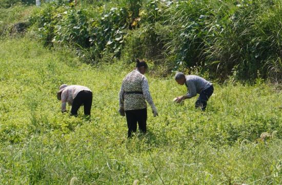 图为村民在中药材基地除草。肖舒予 摄 图为村民在中药材基地除草。肖舒予 摄