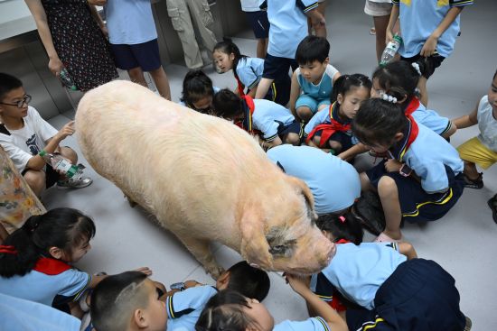 图为小朋友近距离观察荣昌猪标本。 杨梦逸 摄 图为小朋友近距离观察荣昌猪标本。 杨梦逸 摄