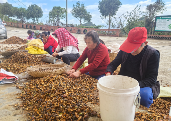 图为村民们对新鲜采摘的油茶果进行晾晒、分拣、脱壳。万州区委宣传部供图
