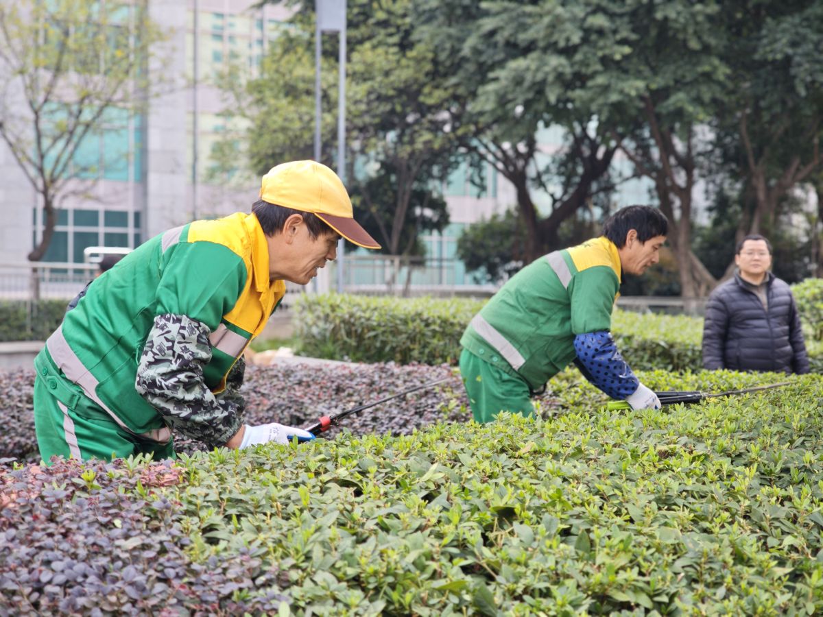 图为绿化技能竞赛。解放碑城市综合管理所供图 图为绿化技能竞赛。解放碑城市综合管理所供图
