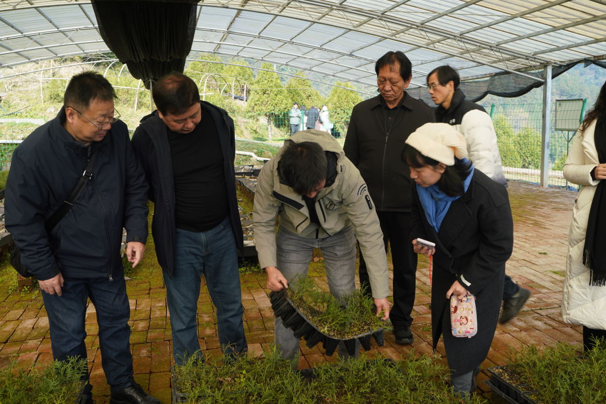 图为采风团在开州区崖柏科研繁育基地采风。赵国淦 摄 图为采风团在开州区崖柏科研繁育基地采风。赵国淦 摄
