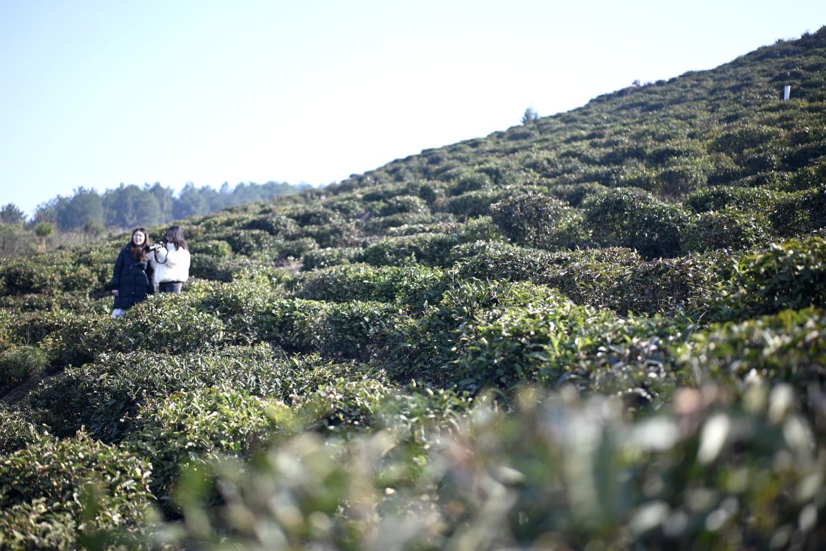 ͼΪ��Ŀ������һ����Ҷ��ֲ���ء����� ��