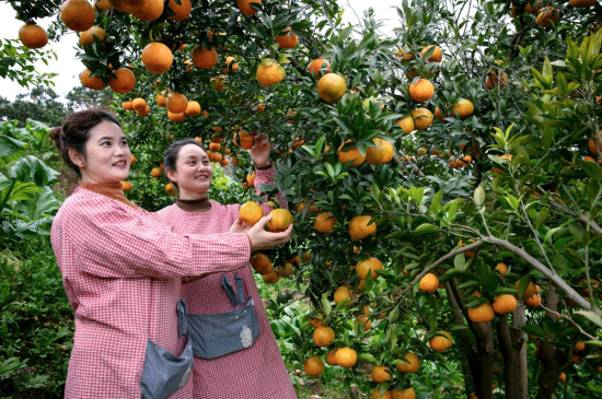 ͼΪ�����ժ���١��ᶼ����ý������ ��ͼ