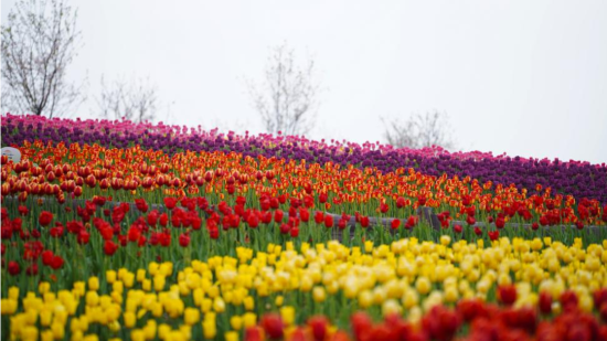 ͼΪ������԰������������԰���� ��ͼ