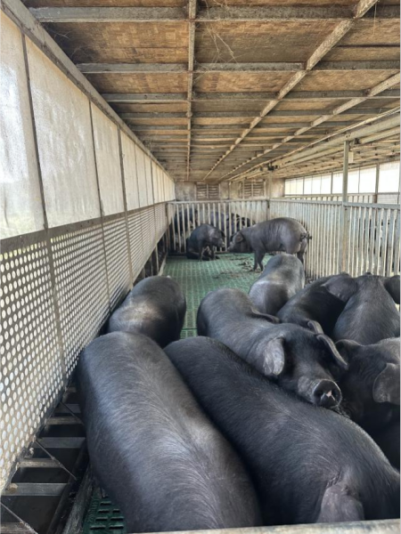 ͼΪ����������ֳ�ĸ��������