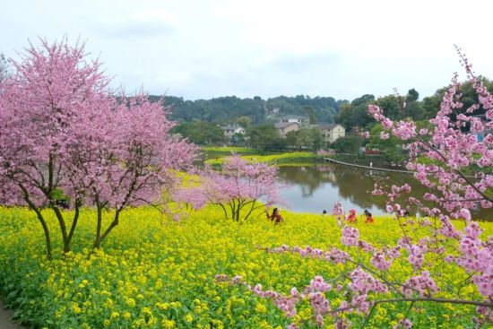 ͼΪ�����һ�ʢ�����������������ί ��ͼ