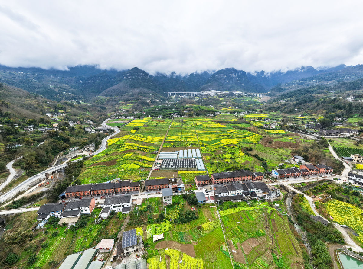图为武隆区石桥苗族土家族乡千亩油菜花次第绽放。代君君 摄 图为武隆区石桥苗族土家族乡千亩油菜花次第绽放。代君君 摄