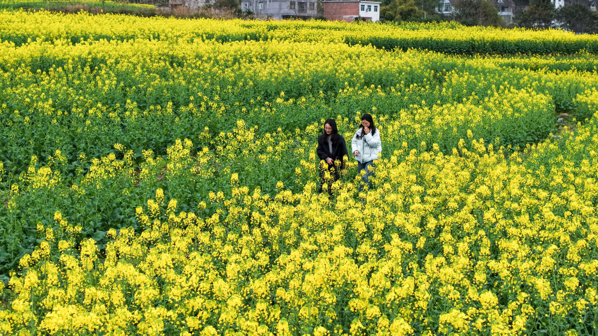 图为武隆区石桥苗族土家族乡千亩油菜花次第绽放。代君君 摄 图为武隆区石桥苗族土家族乡千亩油菜花次第绽放。代君君 摄