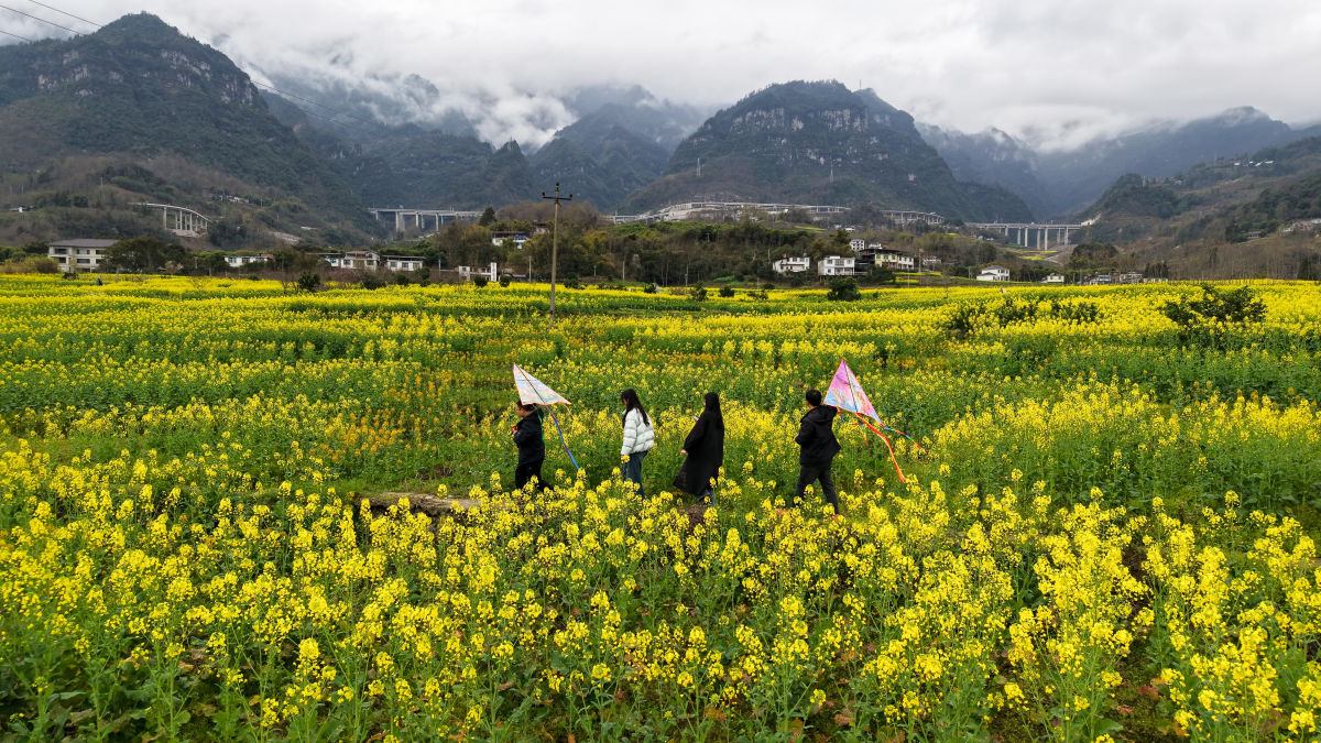 图为武隆区石桥苗族土家族乡千亩油菜花次第绽放。代君君 摄 图为武隆区石桥苗族土家族乡千亩油菜花次第绽放。代君君 摄