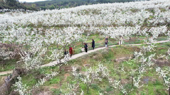 图为兴发村6000亩李花进入盛花期。铜梁区委宣传部 图为兴发村6000亩李花进入盛花期。铜梁区委宣传部