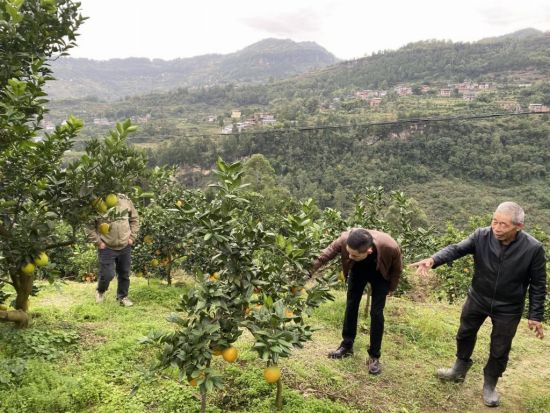 ͼΪũ��ԱΪ��ũָ��������ֲ��������˫���� ��ͼ