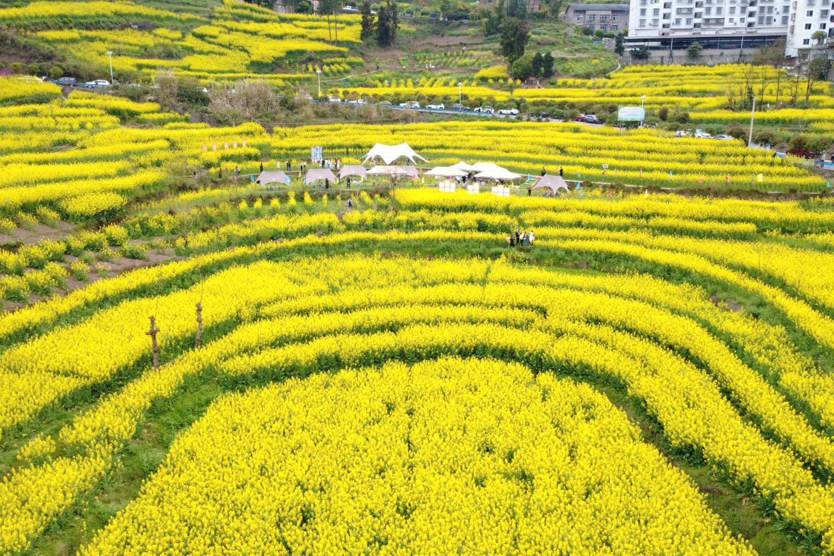 图为武隆区庙垭乡梯田油菜花海。肖江川 摄 图为武隆区庙垭乡梯田油菜花海。肖江川 摄