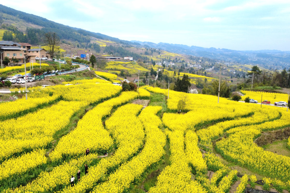 图为武隆区庙垭乡梯田油菜花海。肖江川 摄 图为武隆区庙垭乡梯田油菜花海。肖江川 摄