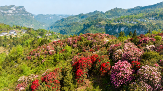 ͼΪ�󶴺�����ɽ�ž黨����¡��ί������ ��ͼ