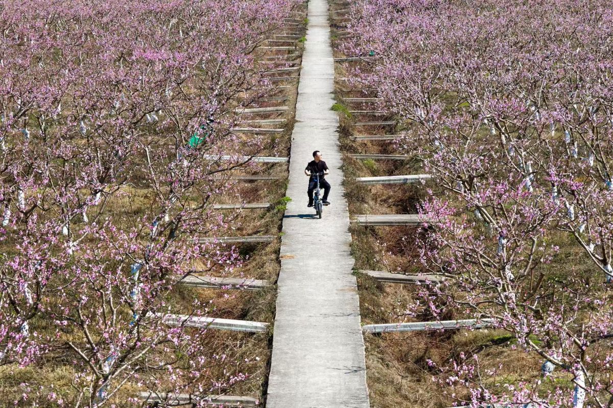 ͼΪ������ͭ����Χ����������ǧĶ��԰ӭ��ʢ���ڡ������� ��