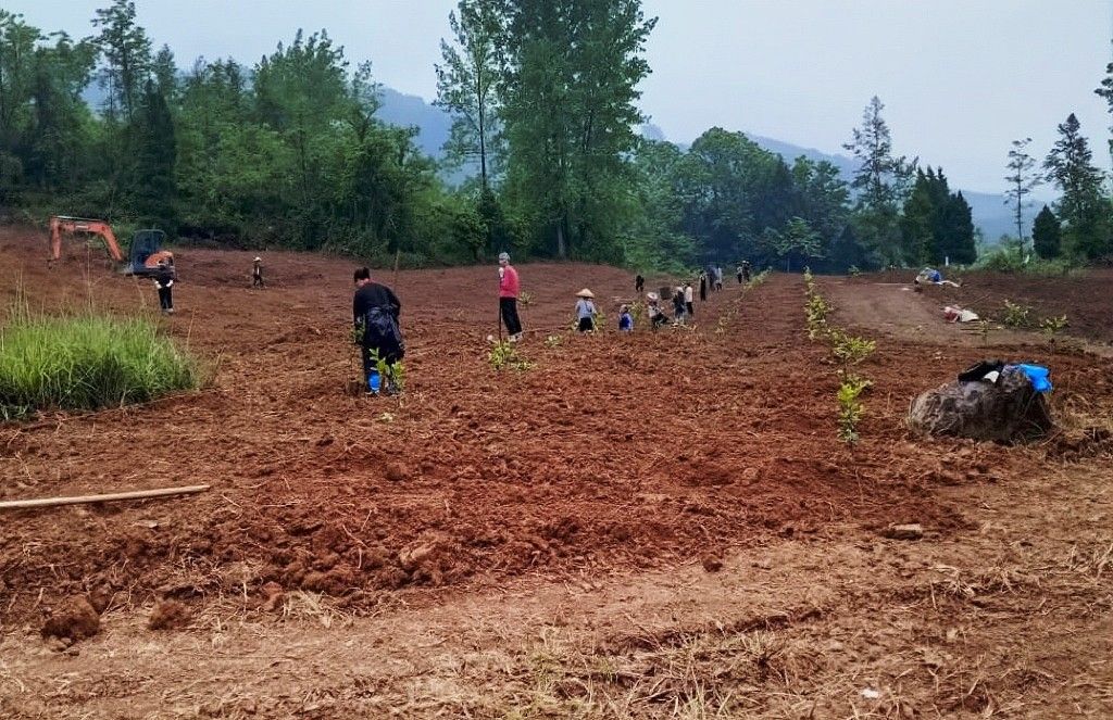 图为油茶种植现场。刘远 摄 图为油茶种植现场。刘远 摄