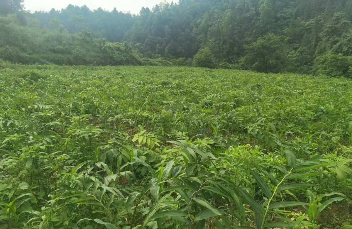 ͼΪ��ɽ��������ƾ���ֲ���ء���ɽ��������������ͼ