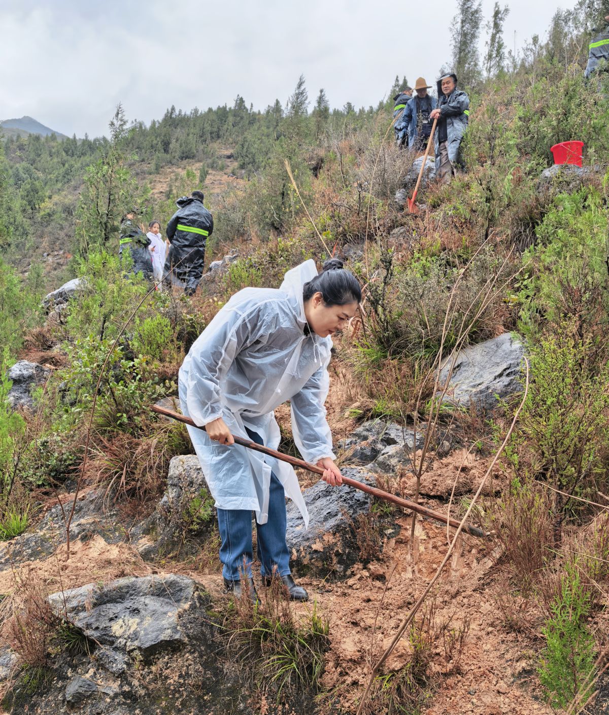 ͼΪ����У�Ѳμ�����ֲ�����������ѧ����У�ѻṩͼ