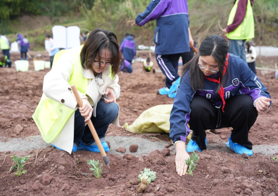 ͼΪ��ֳ�ѧ���������ְ��ݡ������������ɵ���ɫ�в�ҩ���ɽ��ίͳս�� ��ͼ