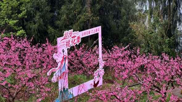 图为渠马镇桃花盛开。渠马镇 供图 图为渠马镇桃花盛开。渠马镇 供图