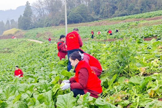 图为青年志愿者乡村田野。 图为青年志愿者乡村田野。