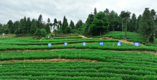 图为茶叶基地。海洋乡人民政府 供图 图为茶叶基地。海洋乡人民政府 供图