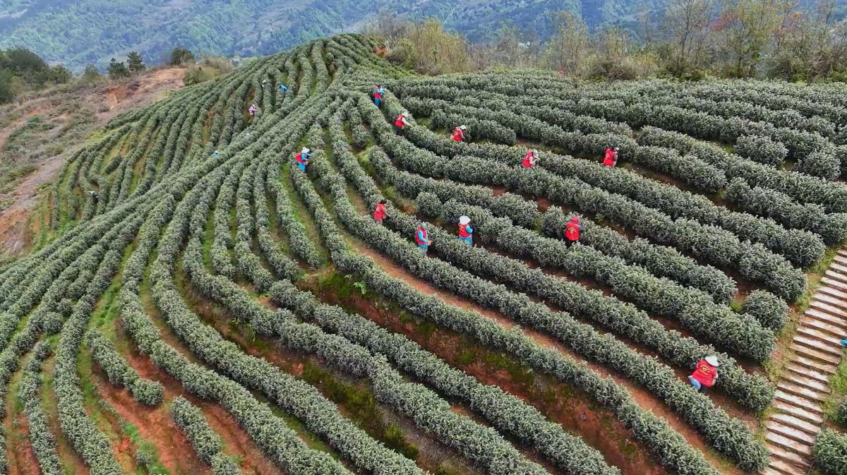 图为志愿者帮助菜农采茶。吴建华 摄 图为志愿者帮助菜农采茶。吴建华 摄
