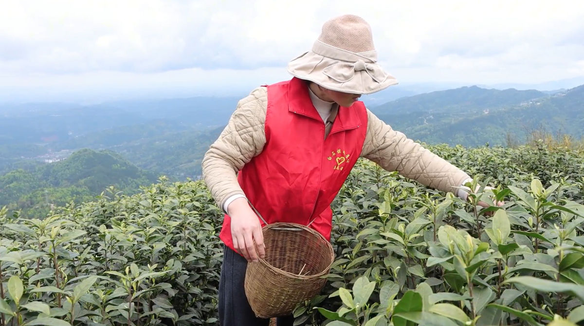 图为志愿者帮助菜农采茶。成庆 摄 图为志愿者帮助菜农采茶。成庆 摄