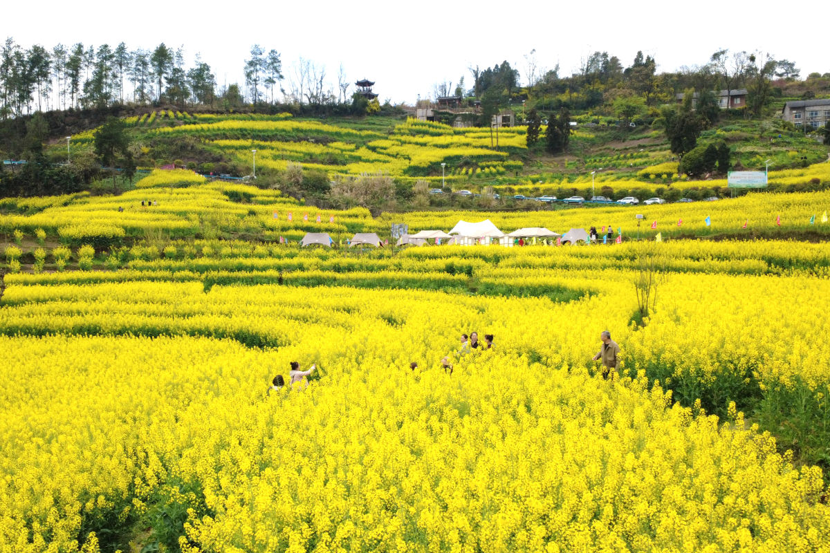 ͼΪ��¡�������Ͳ˻�ʢ����Ф���� ��