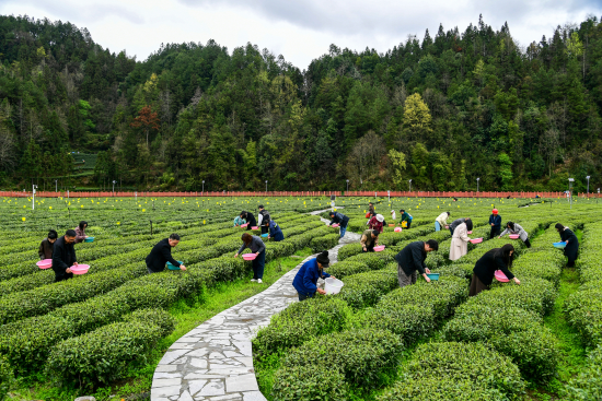 ͼΪ�������ڲ�ժ���衣�������������� ��ͼ