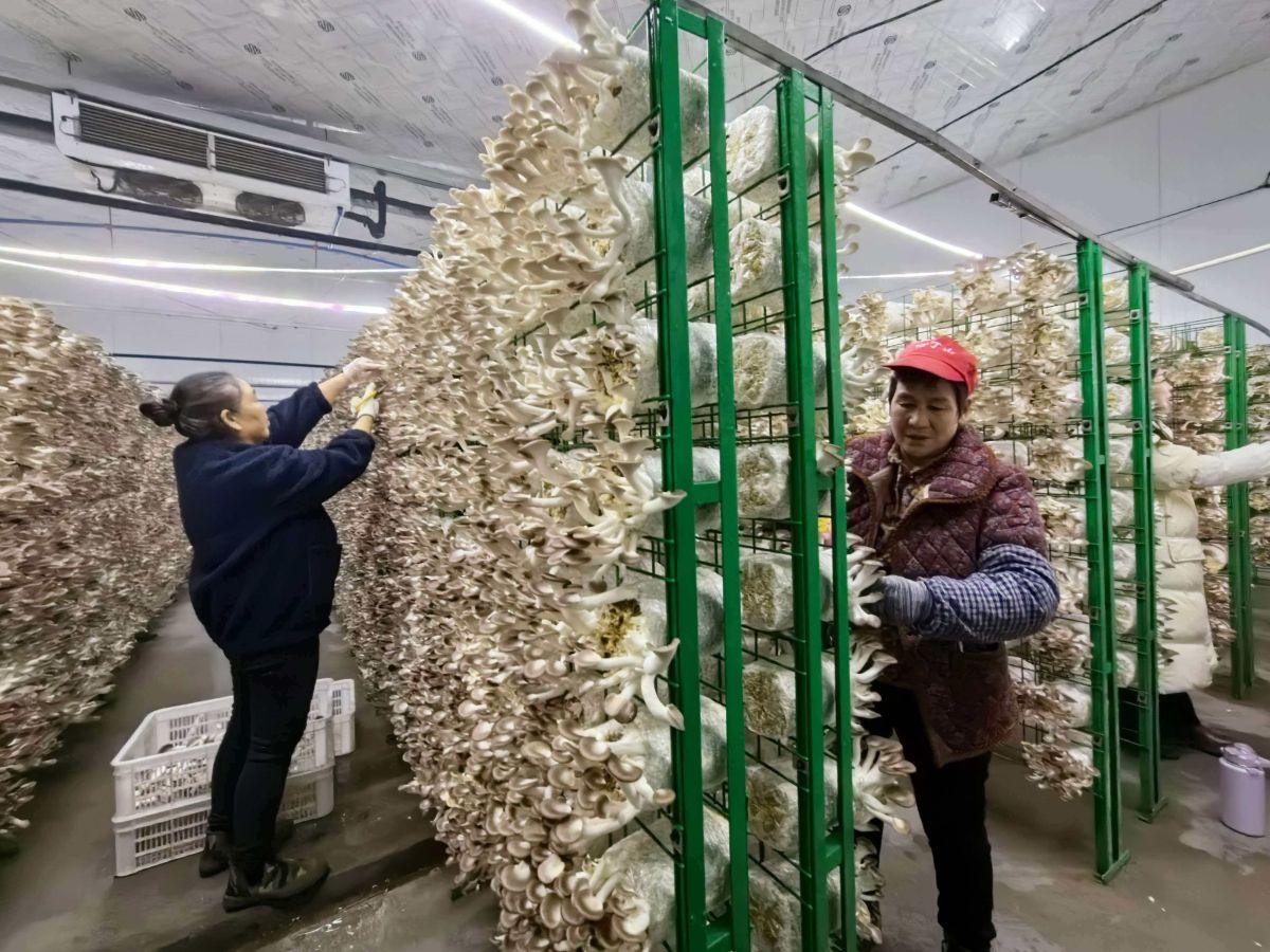 图为秀珍菇菌包智造基地。受访单位供图 图为秀珍菇菌包智造基地。受访单位供图
