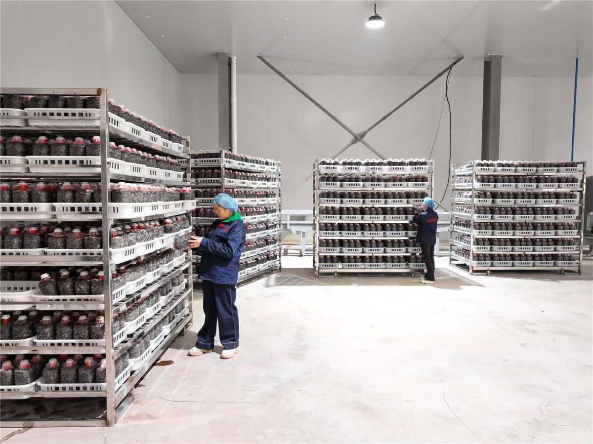 图为秀珍菇菌包智造基地。受访单位供图 图为秀珍菇菌包智造基地。受访单位供图